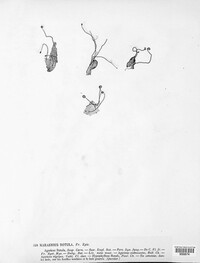 Marasmius rotula image